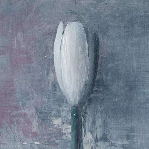 tulip